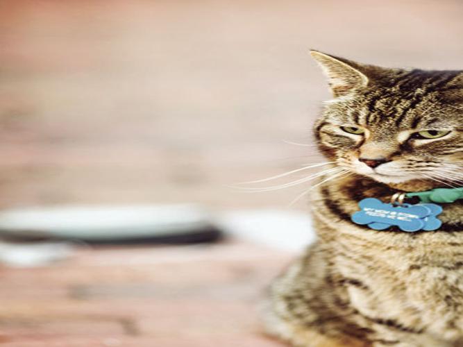 How Sally The Cat Made Herself A Home At The Historic Brookstown