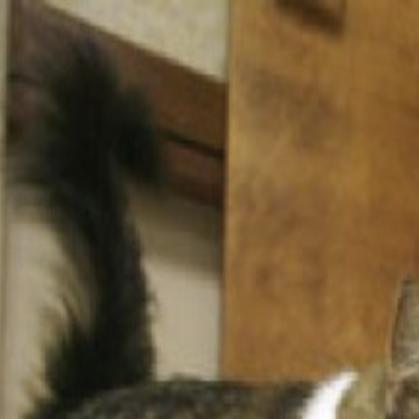 Scent Of Death Cat S Apparent Ability To Know When People Are
