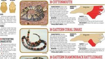 snakes carolina north venomous journalnow