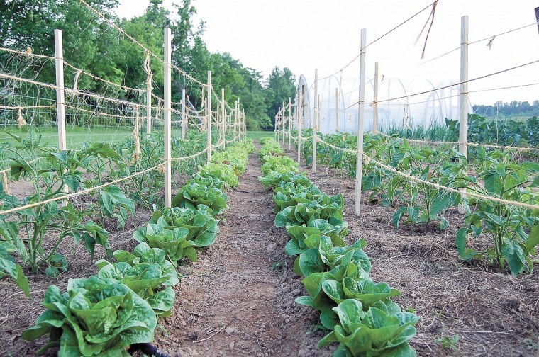 Family farms using organic practices News