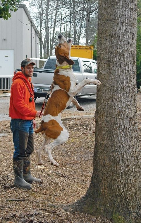 Curs And Feists Compete In Wilkes County Squirrel Dog - mountain cur dogs for sale