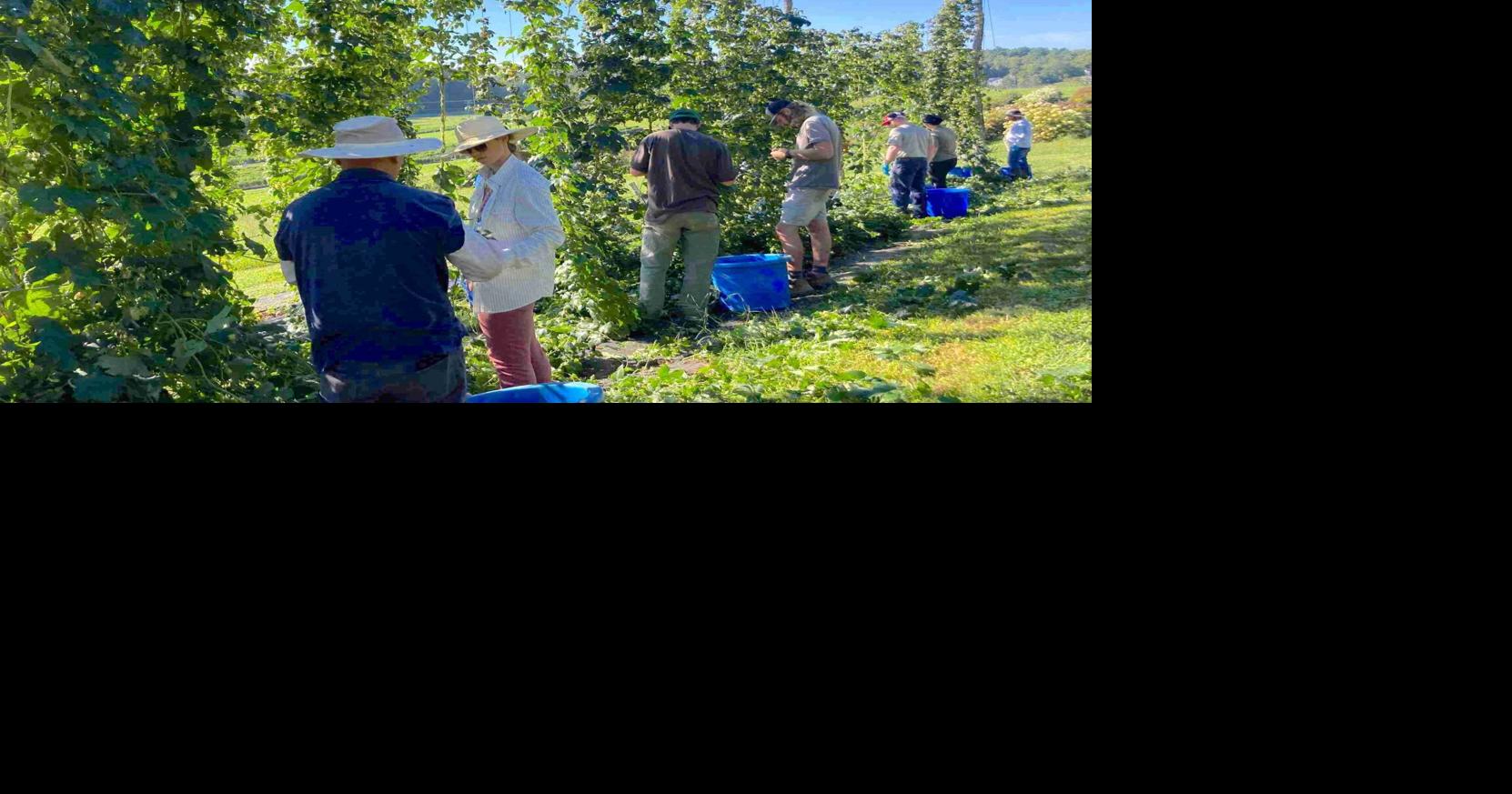 Research on N.C.-grown hops for beer ongoing | | journalpatriot.com