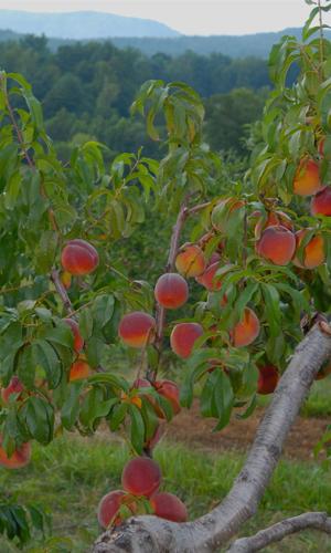 peach trees in nc