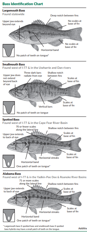 Alabama Bass Threaten Native Bass At W Kerr Scott Reservoir Sports Journalpatriot Com