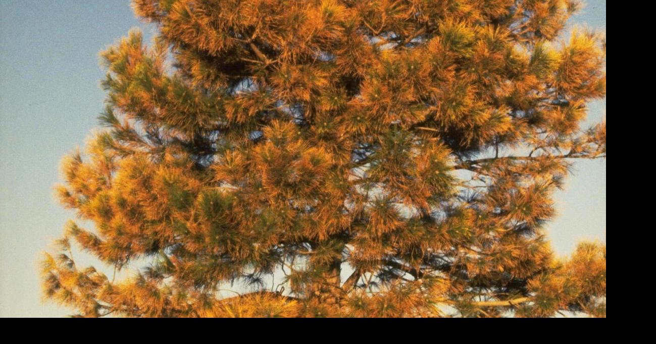 Drought's likely impact on lawns and trees