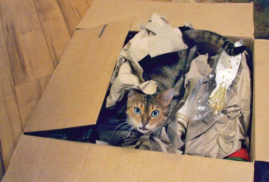 Boomer S Bad Cat On Calendars News Journalpatriot Com