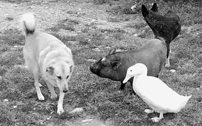 Meeting The Aflac Duck And Friends Opinion Journalpatriot Com