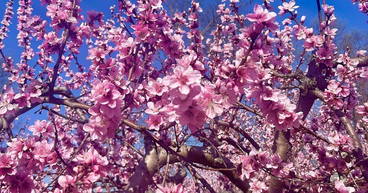 Brushy Mtn. apple, peach crops at mixed stages - Vimarsana News