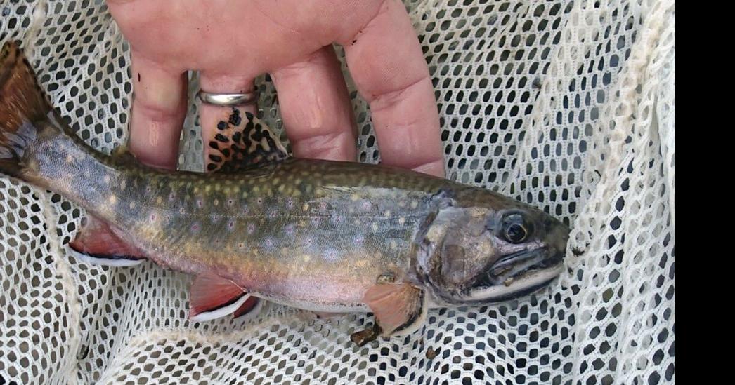 Trout fishing reeled in $1.38 billion for NC in 2022 - Moldy Chum