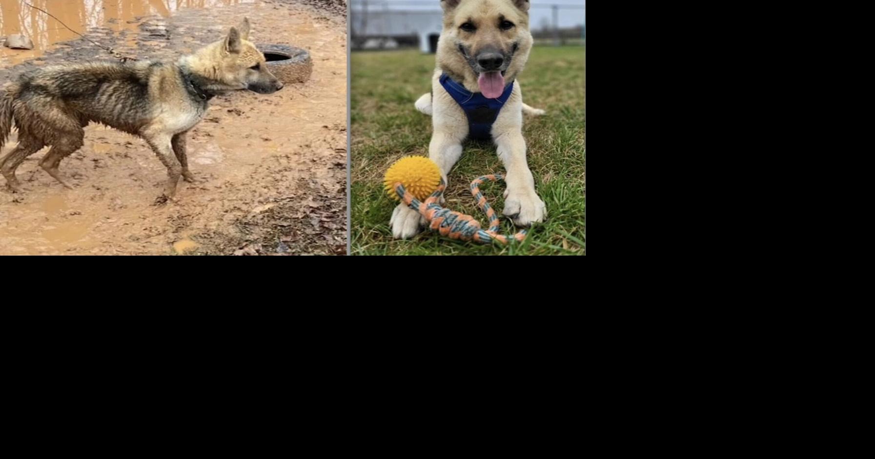 Non-profit rescues dogs in distress | News | journalpatriot.com
