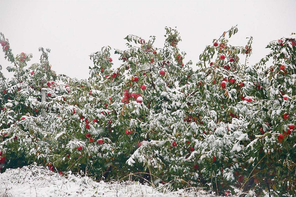 Snow Covers Parts Of Wilkes Accumulation Unusual This Time Of