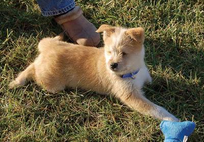 Owners Search For 3 Legged Blind Dog News Journalpatriot Com