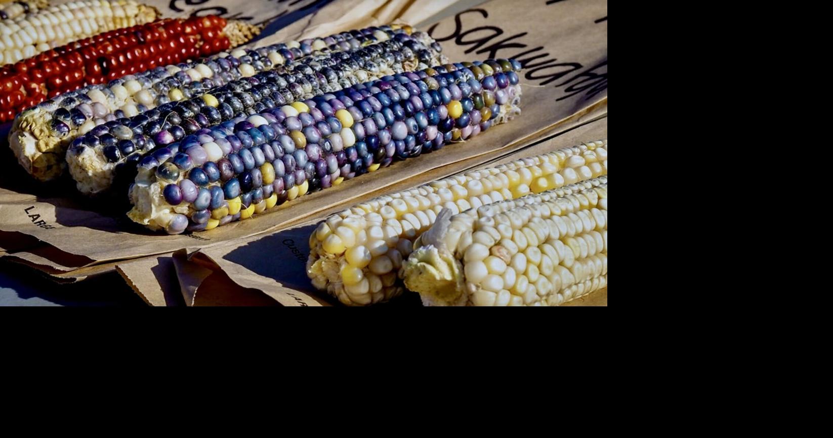 Unlocking heirloom corn’s untapped potential | | journalpatriot.com