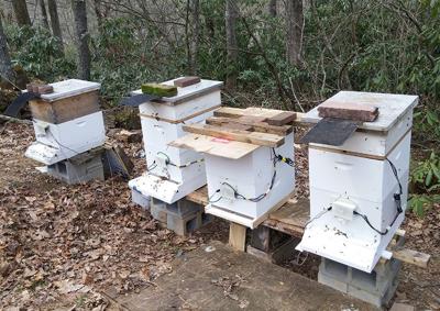 Monitoring honeybees