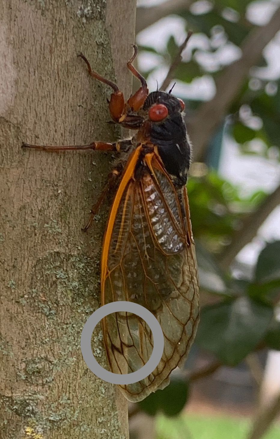 queen of the cicadas