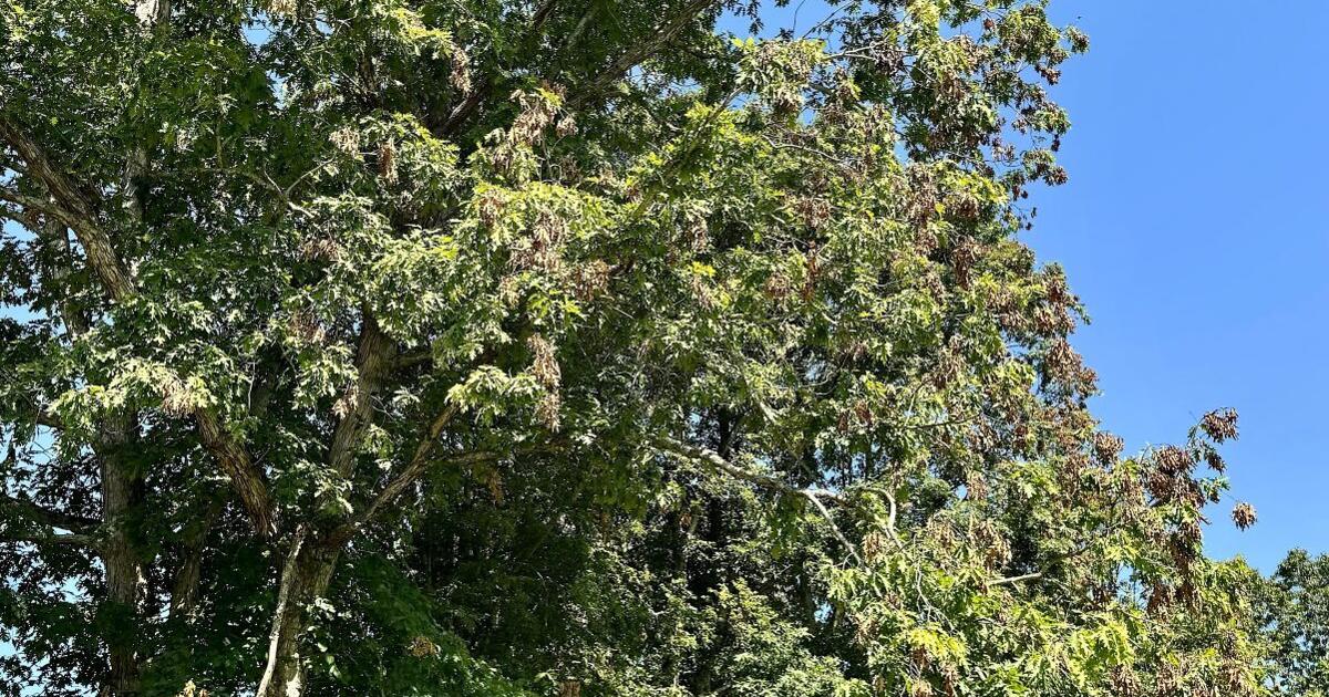 Tree Flagging Cicada 'flagging' usually doesn't harm trees | News | journalpatriot.com