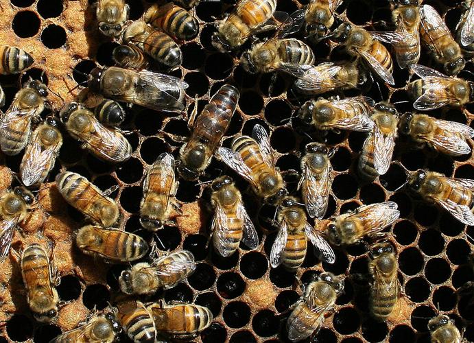 What is Honeycomb and It's Vital Role in the Hive?- Carolina Honeybees