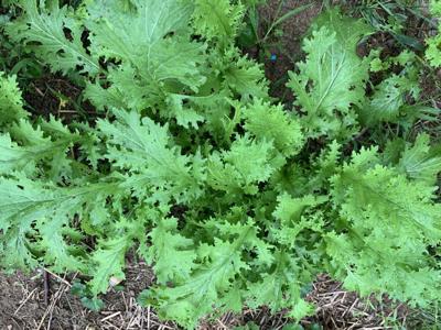 Mustard Greens Offer Something For Everyone Journalpatriot Com