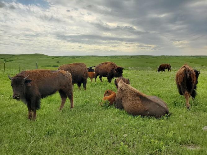 bess bookout bison photo 1.jpg