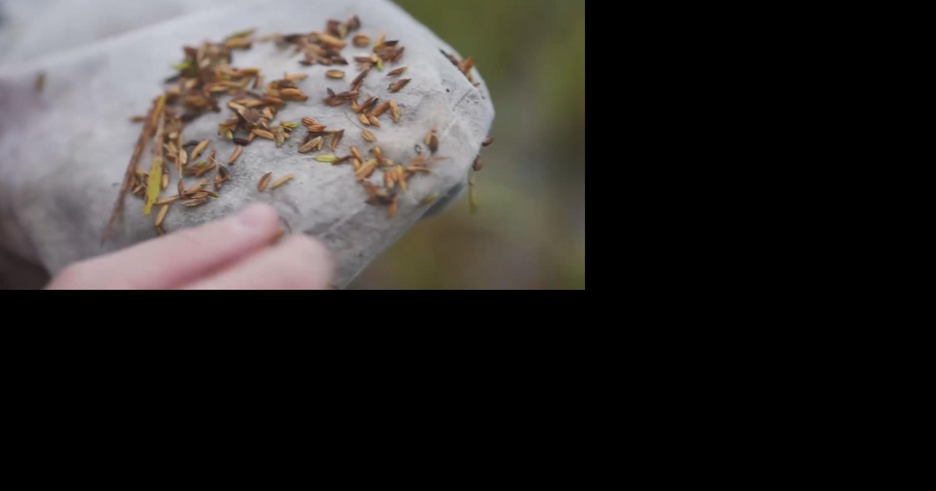 Acadiana rice farmers face big challenges from tiny bug