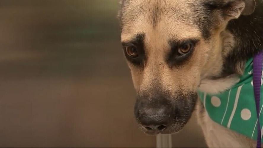 Dog shot 50 times with pellet gun starts road to recovery