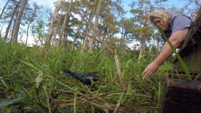 LDWF Releases First of Rehabbed Oiled Birds Found at Belle Chasse Refinery