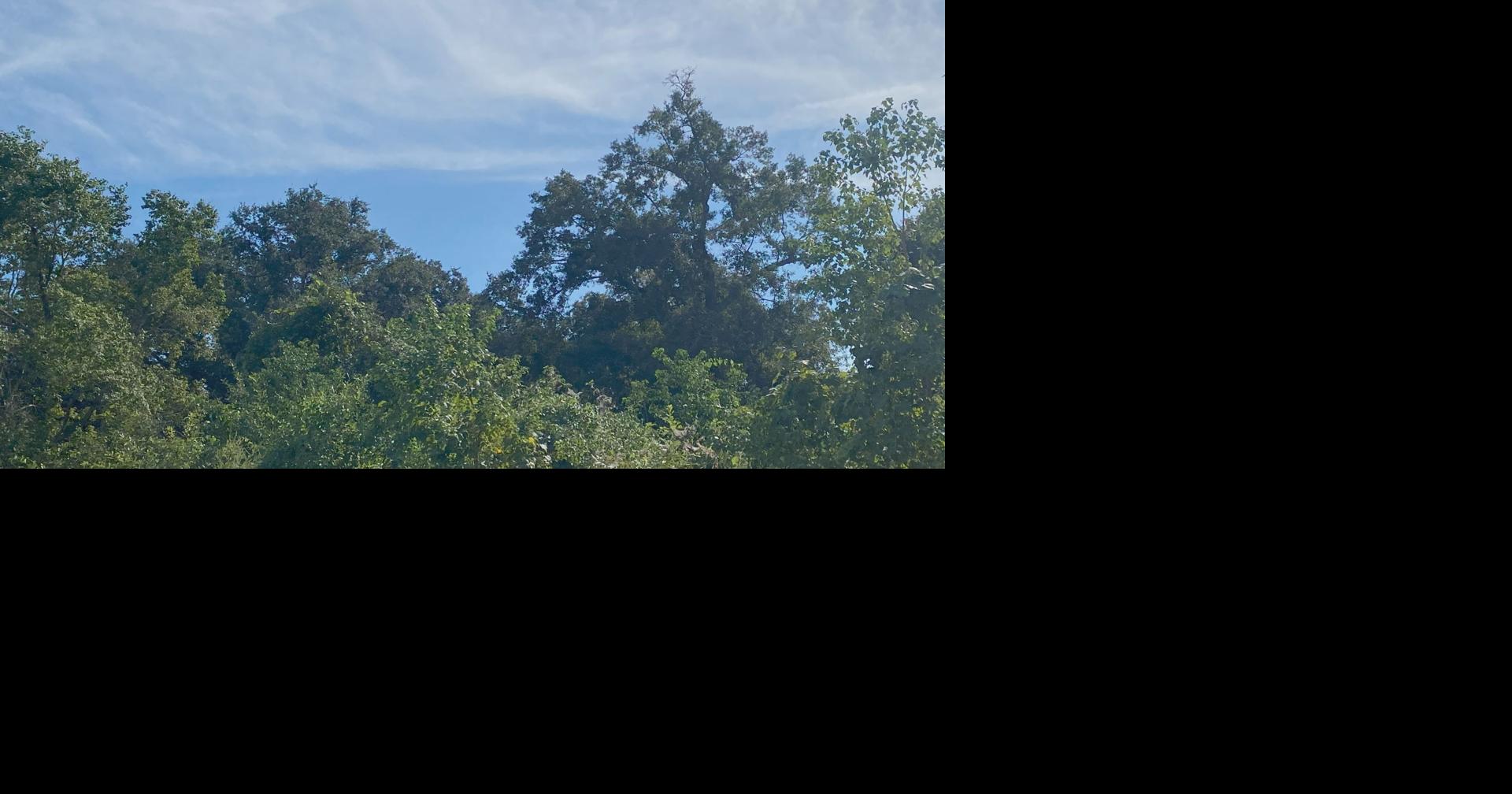 La Nina could soon arrive; here's what that means for winter weather