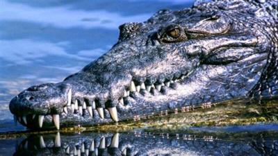 Rockefeller Wildlife Refuge to Temporarily Close for Alligator Harvest on Sept. 1-6