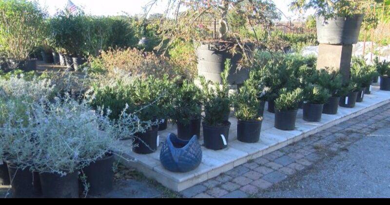 Protecting Your Plants Throughout Cold Weather Local