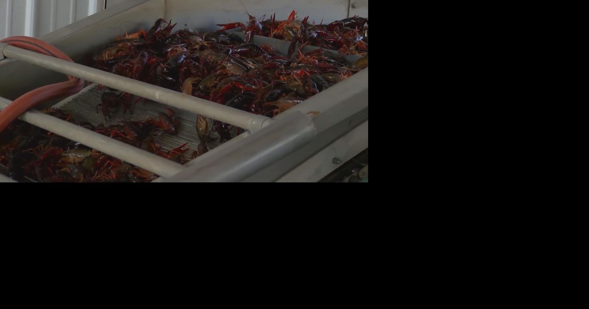 Cold snap slows crawfish harvest but farmers optimistic about season