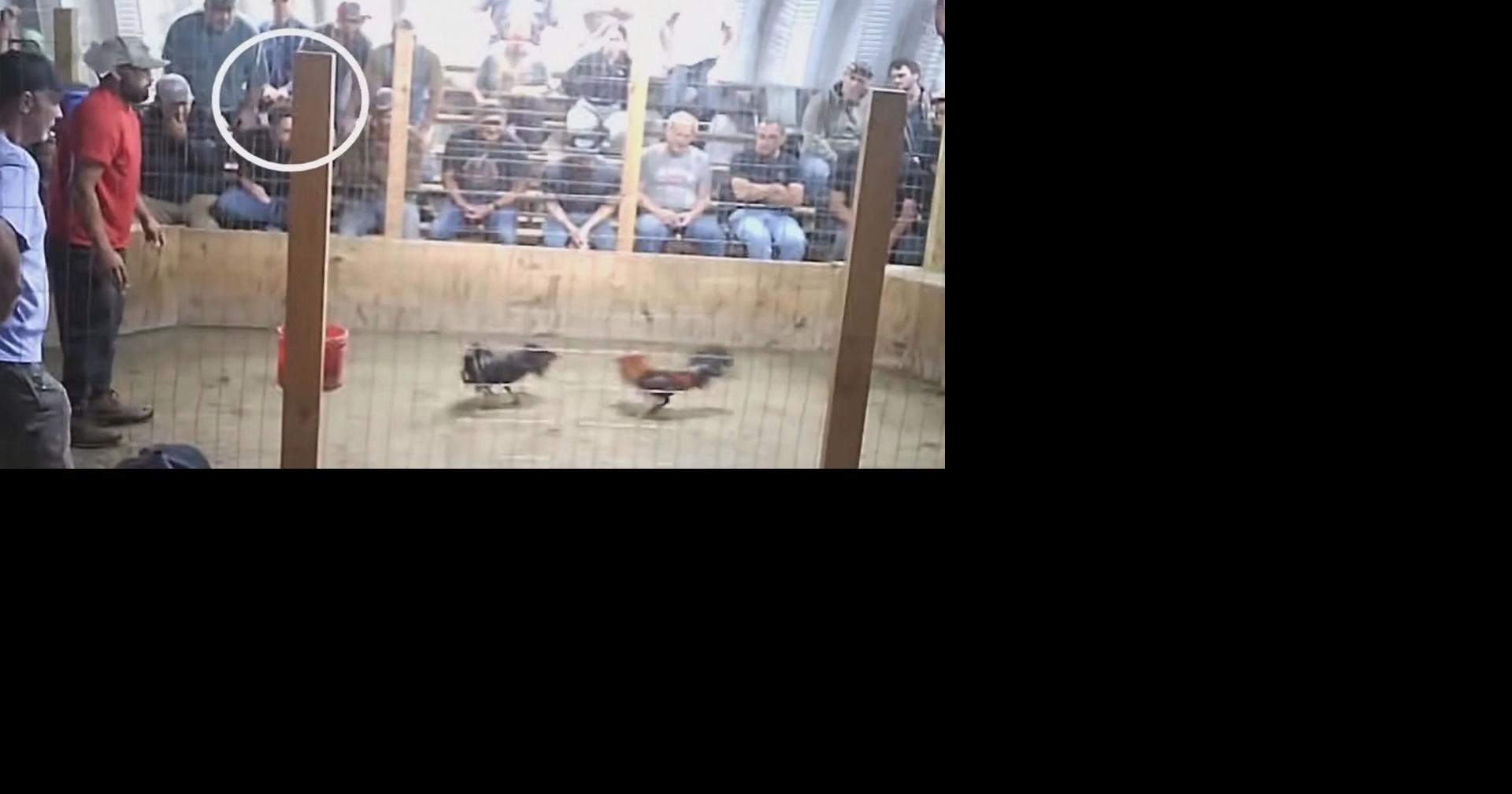 AG says cockfighting remains illegal in Louisiana following debate in St. Landry Parish