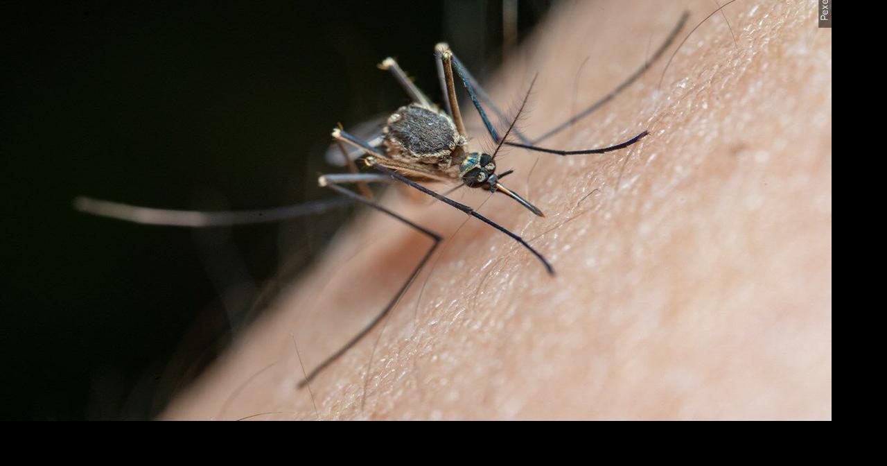 West Nile virus confirmed in 16 Louisiana parishes, including 2 in Acadiana