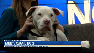 Meet Quail Egg Interview