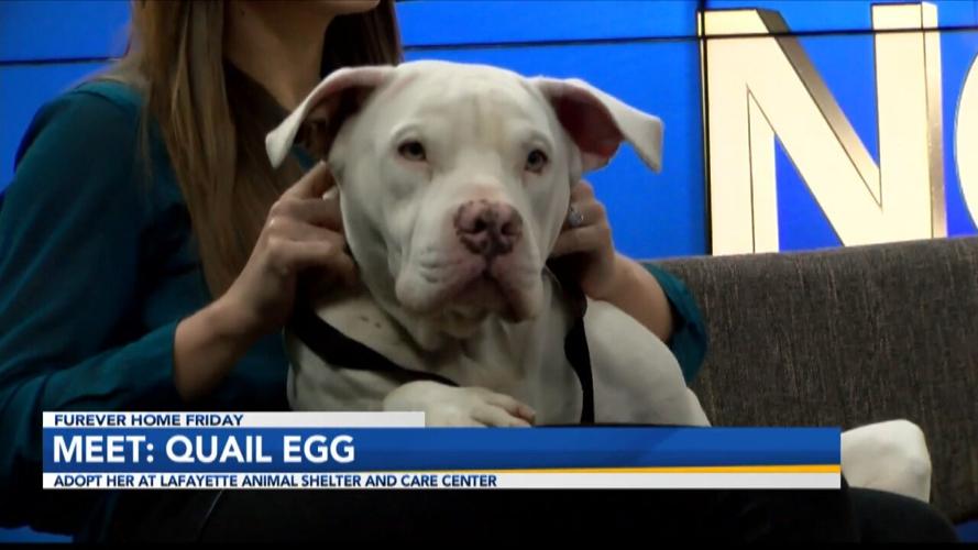 Meet Quail Egg Interview