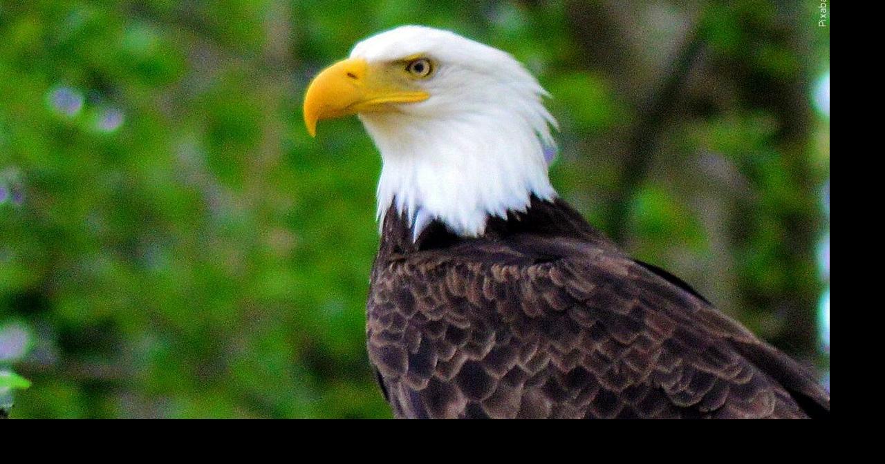 Bald eagle shot and killed in Vermilion Parish; reward offered