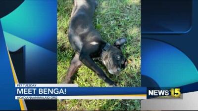 Pet Tuesday: Meet Benga and Olive Oil, Two Pets With Touching Stories  Looking For A New Home | Local 