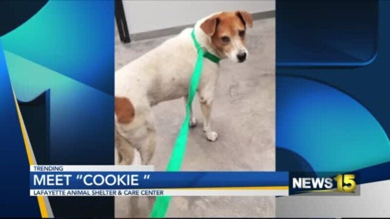 Furever Home Friday: Meet Cookie! A Senior Gal At Lafayette Animal Shelter  | Local 
