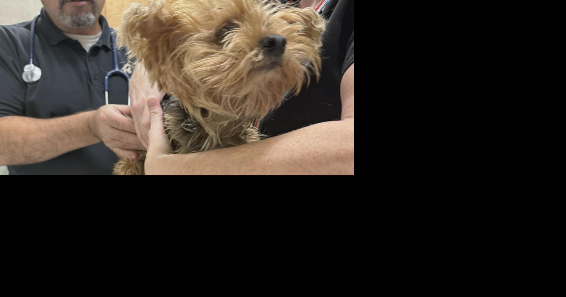 Abandoned and neglected Yorkie is Humane Society of Louisiana's holiday canine mascot