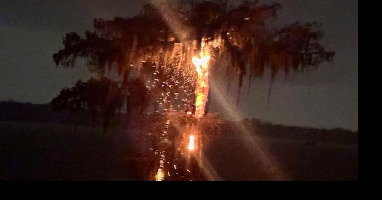 Lake Martin Cypress Tree Struck By Lightning Local 