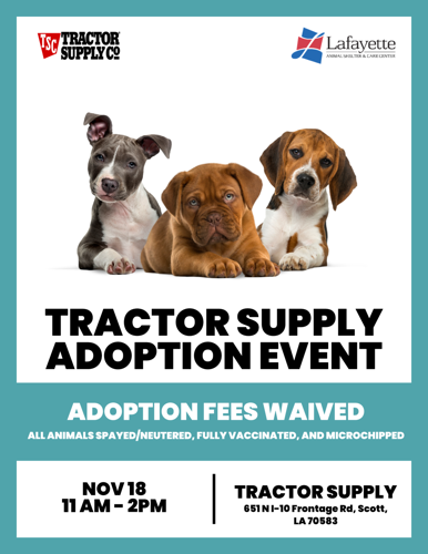 Furever Home Friday: Adopt Revna! The Lafayette Animal Shelter and Care