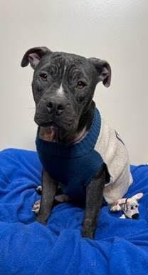 Furever Home Friday: Adopt Revna! The Lafayette Animal Shelter and Care