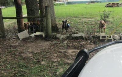 A rural Florida postal worker died after being attacked by 5 dogs when her vehicle broke down, officials say