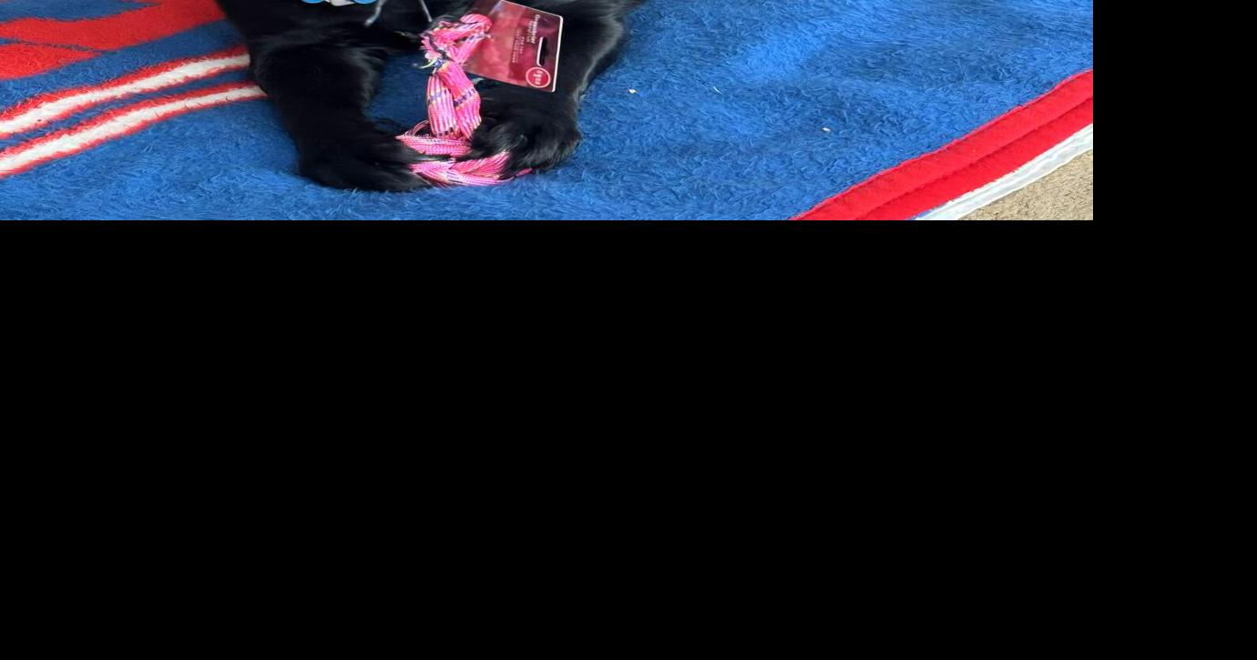 Meet a neighbor: The animal edition, Jake the rescue dog finds a new ...