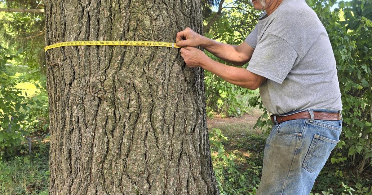 Kane resident throws down the gauntlet: Who has the largest tree ...