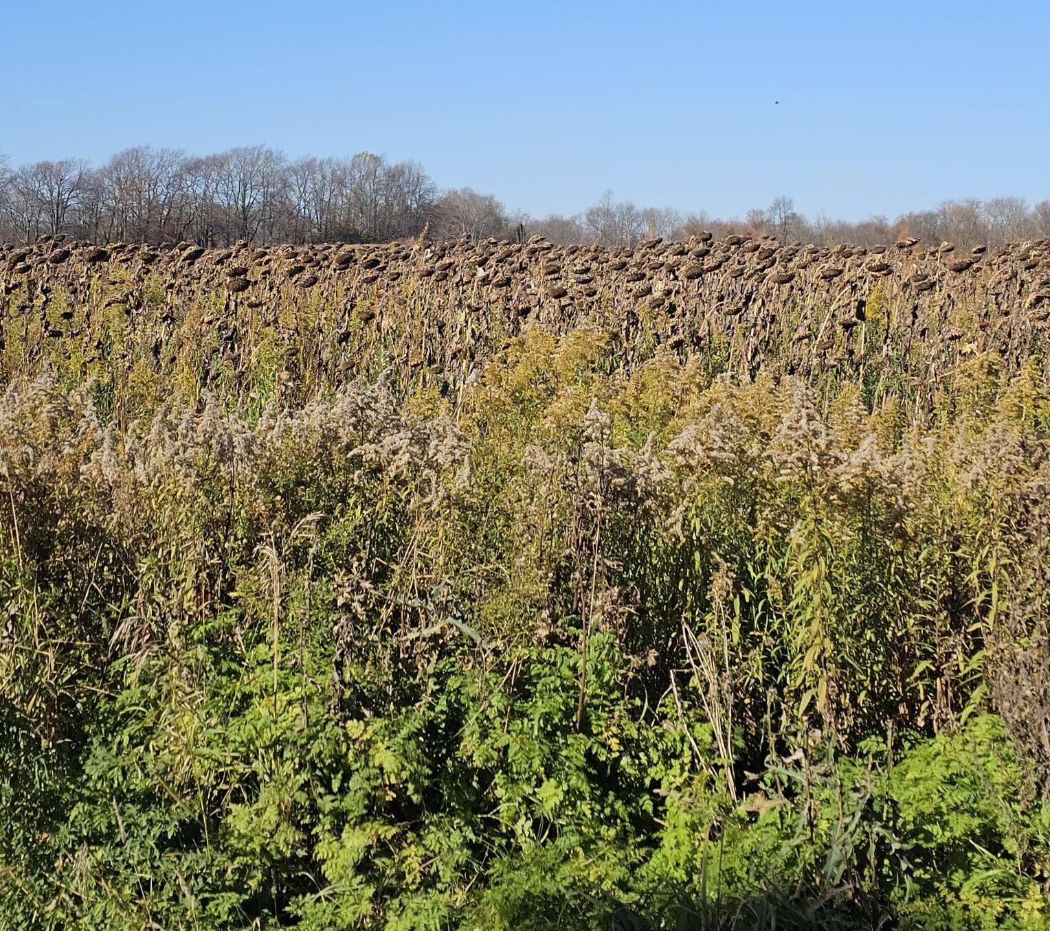 Bumblebees fade and deer roam as ends of October signals winter's ...