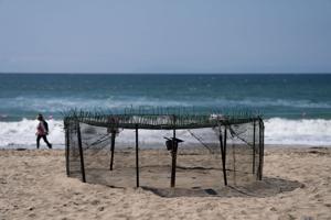 Agency says sea turtle eggs laid on California beaches are a first for the US West Coast
