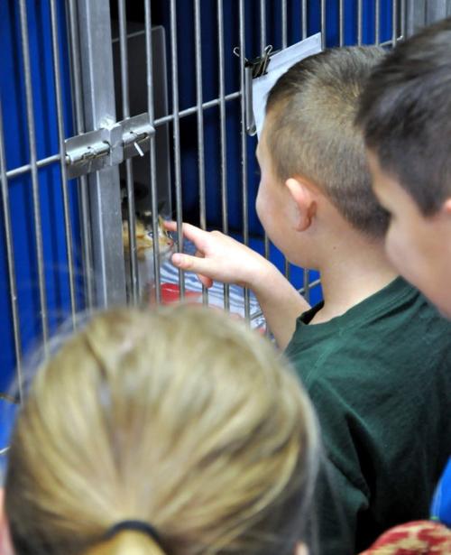 Animal shelter