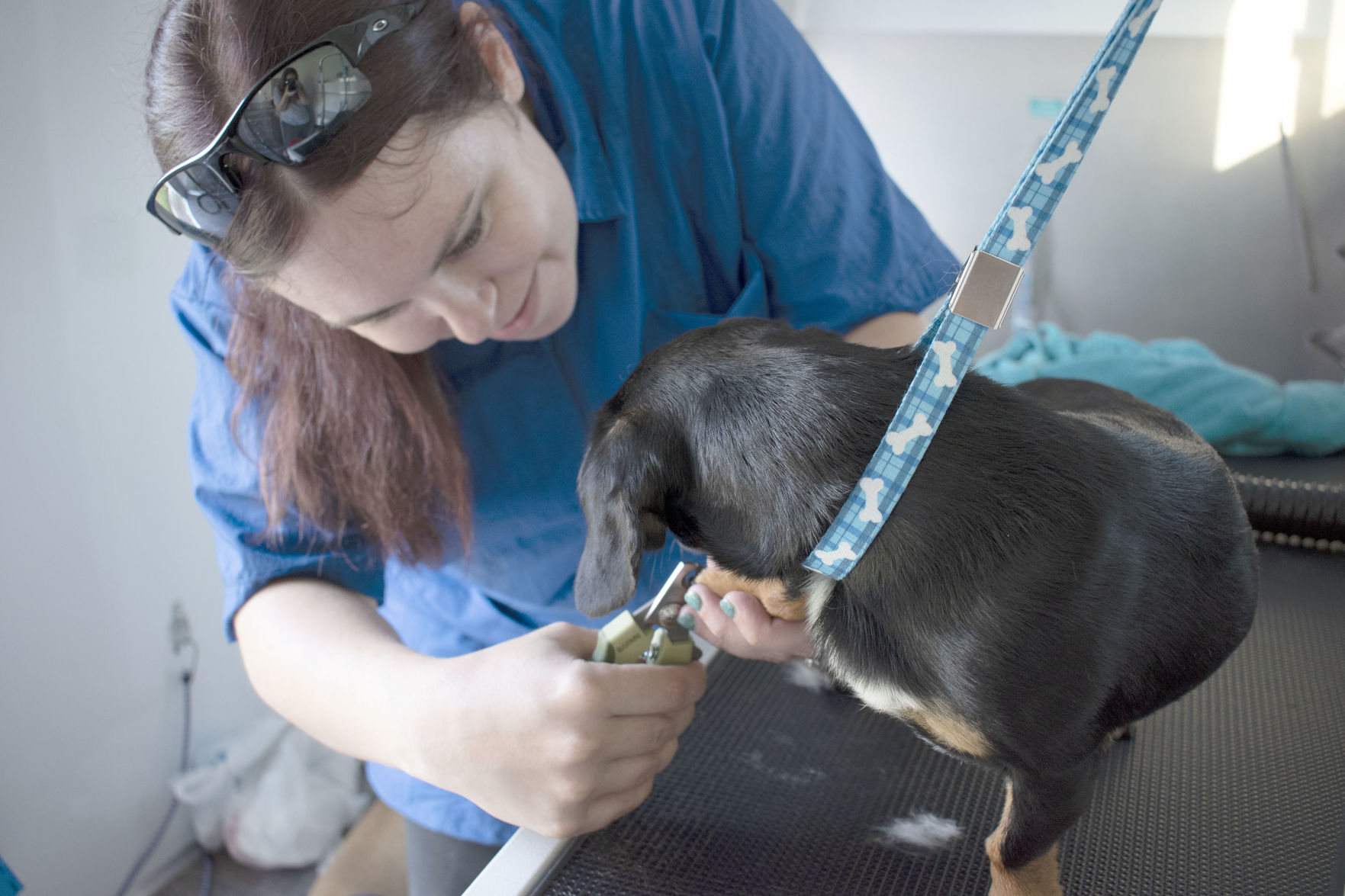 Sit n pretty store mobile dog grooming