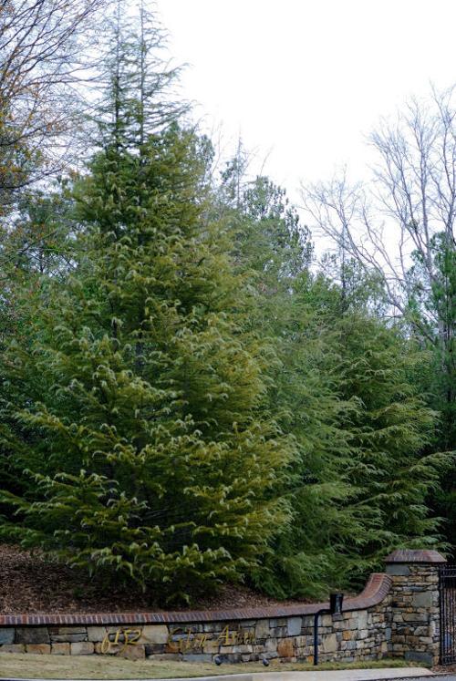 Deodar cedar