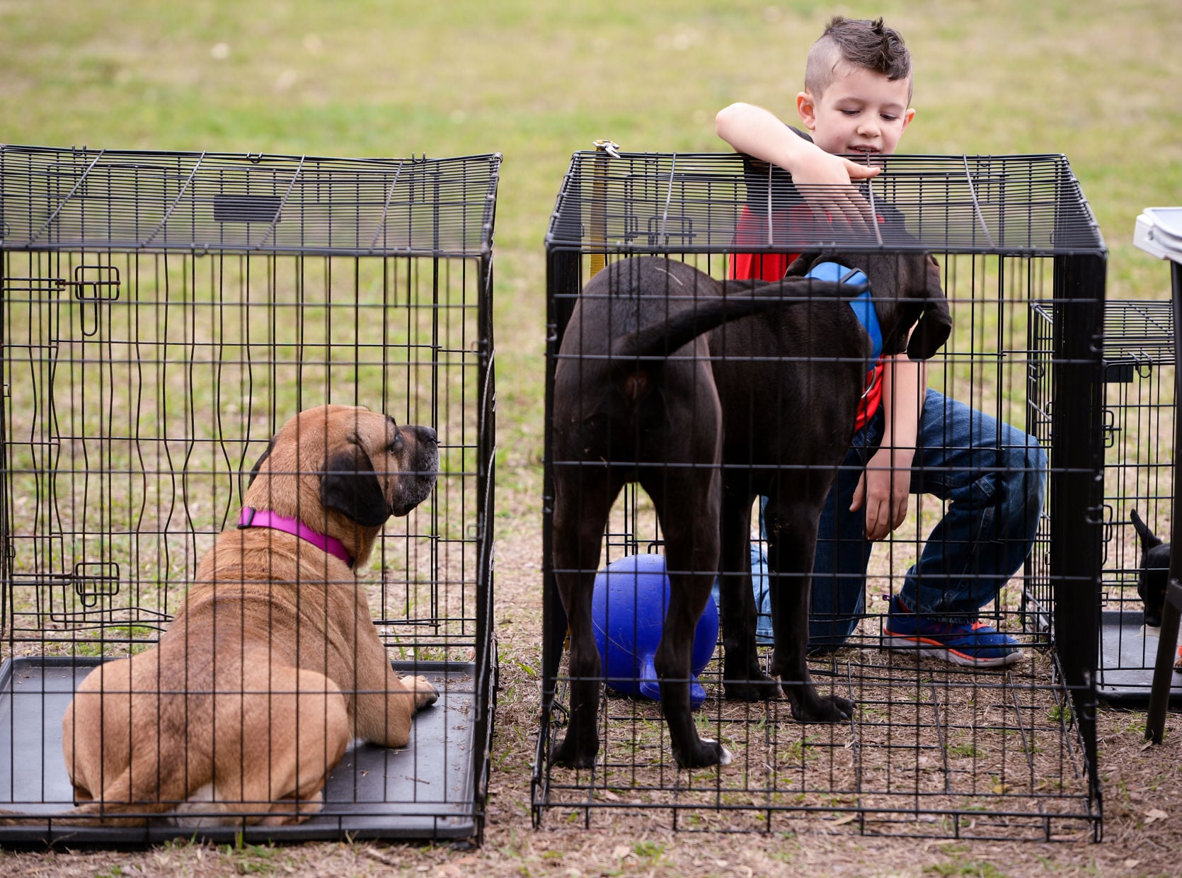 paws in the park pet supply